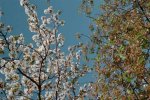 Cherry Blossoms