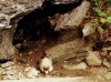 Marmot