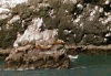 Stellar Sea Lions