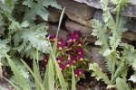 Viola by Stone Wall